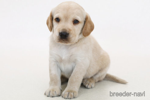 販売中の神奈川県のミックス犬-385591